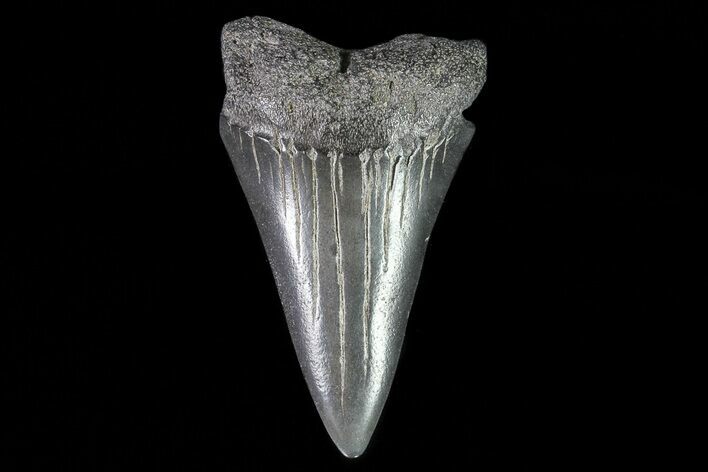 Large, Fossil Mako Shark Tooth - Georgia #75239